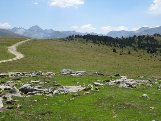 Beille tray in summer