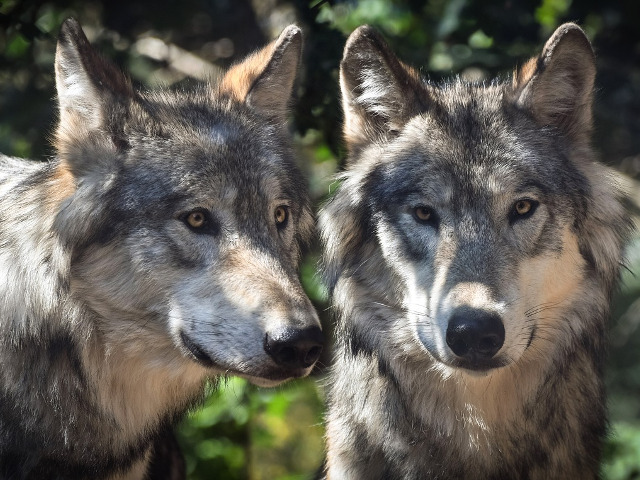 Maison des loups à Orlu